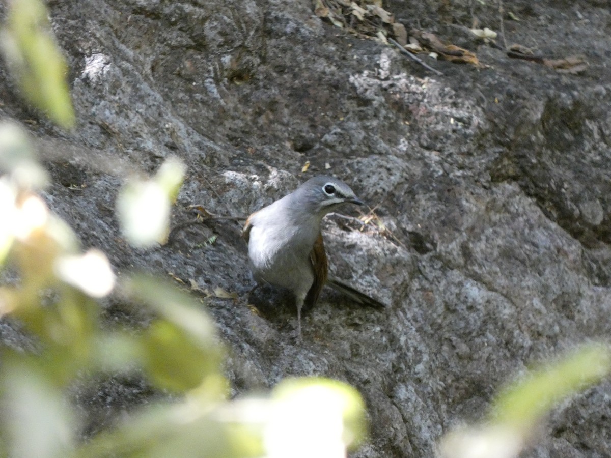Brown-backed Solitaire - ML614551047