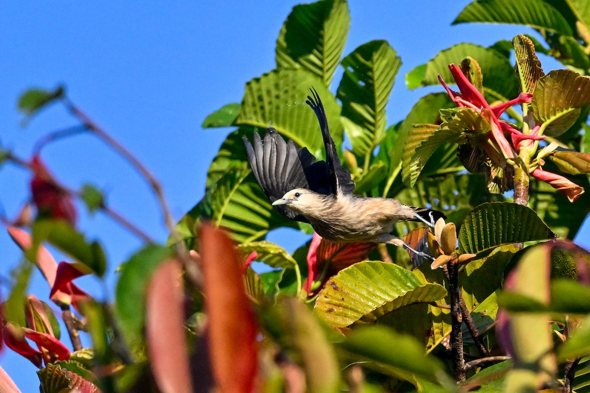 White-faced Starling - ML614551258