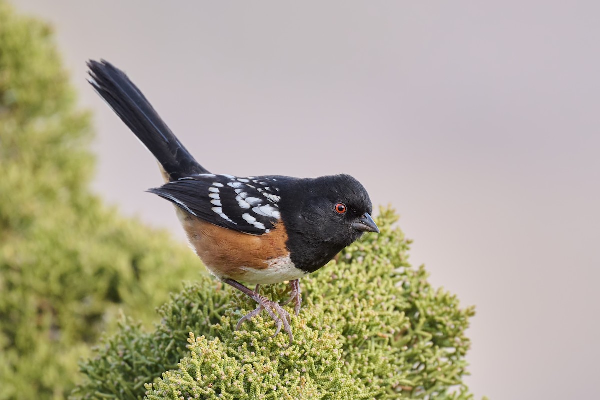 Spotted Towhee - ML614551687