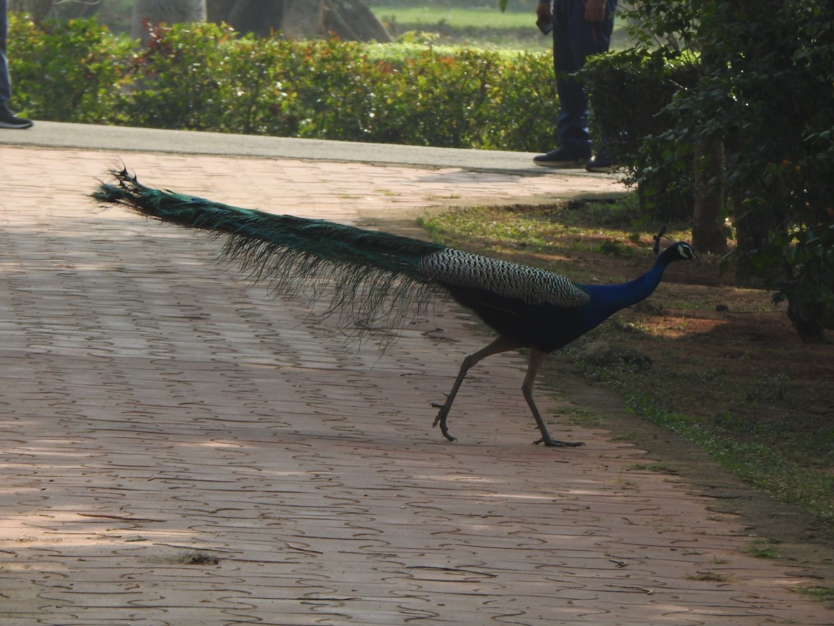 Indian Peafowl - Arulvelan Thillainayagam