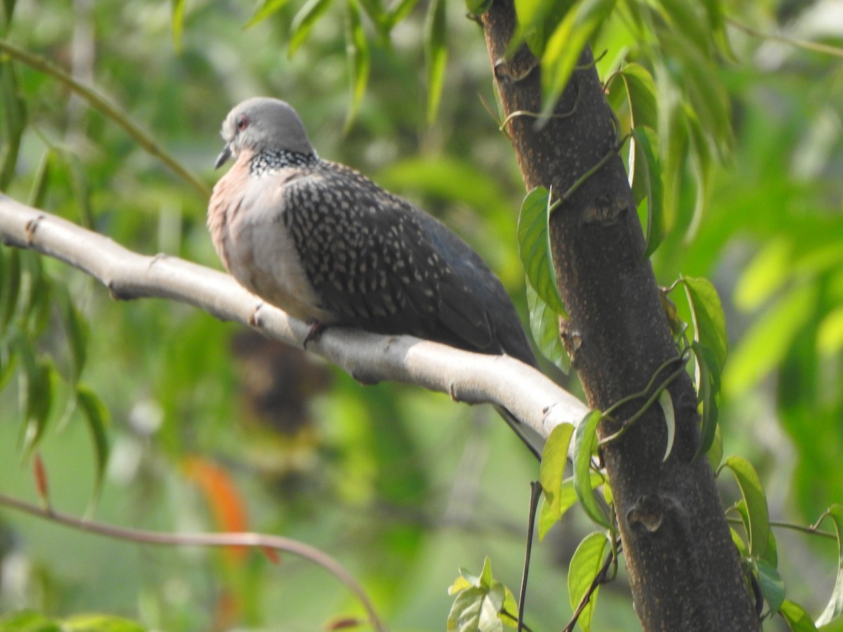 Spotted Dove - ML614552102