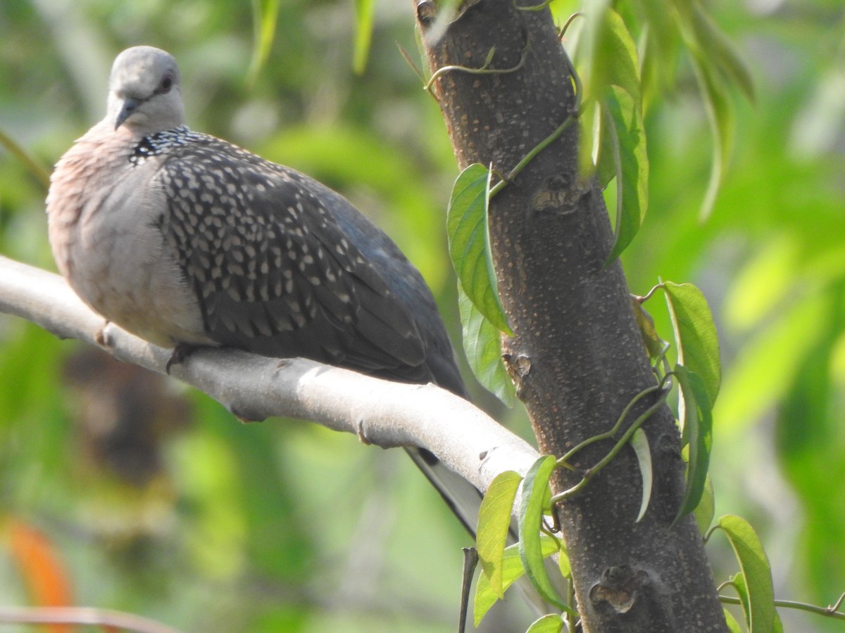 Spotted Dove - ML614552103