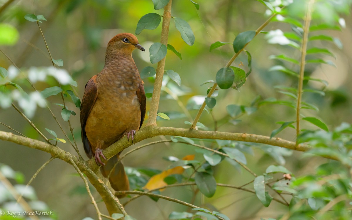 Brown Cuckoo-Dove - ML614552145