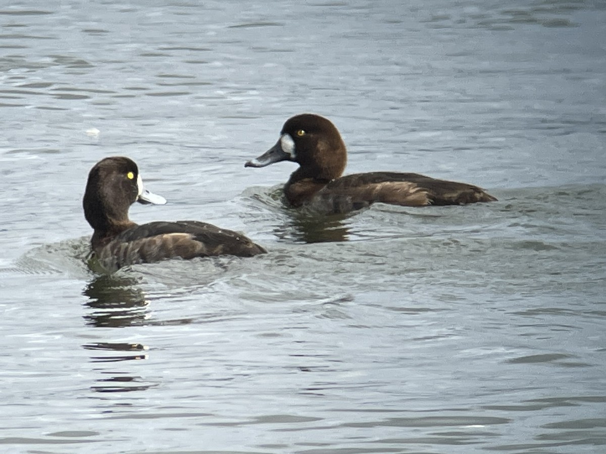 Greater Scaup - ML614552158
