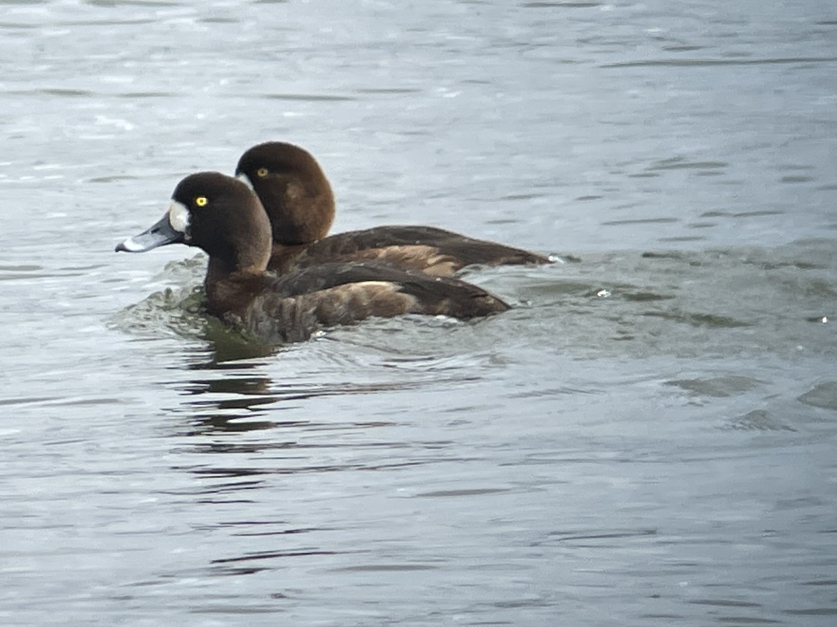 Greater Scaup - ML614552159