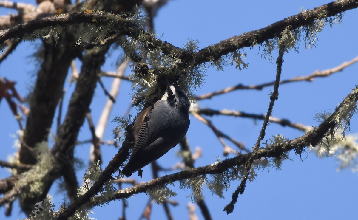Red-breasted Nuthatch - ML614552201