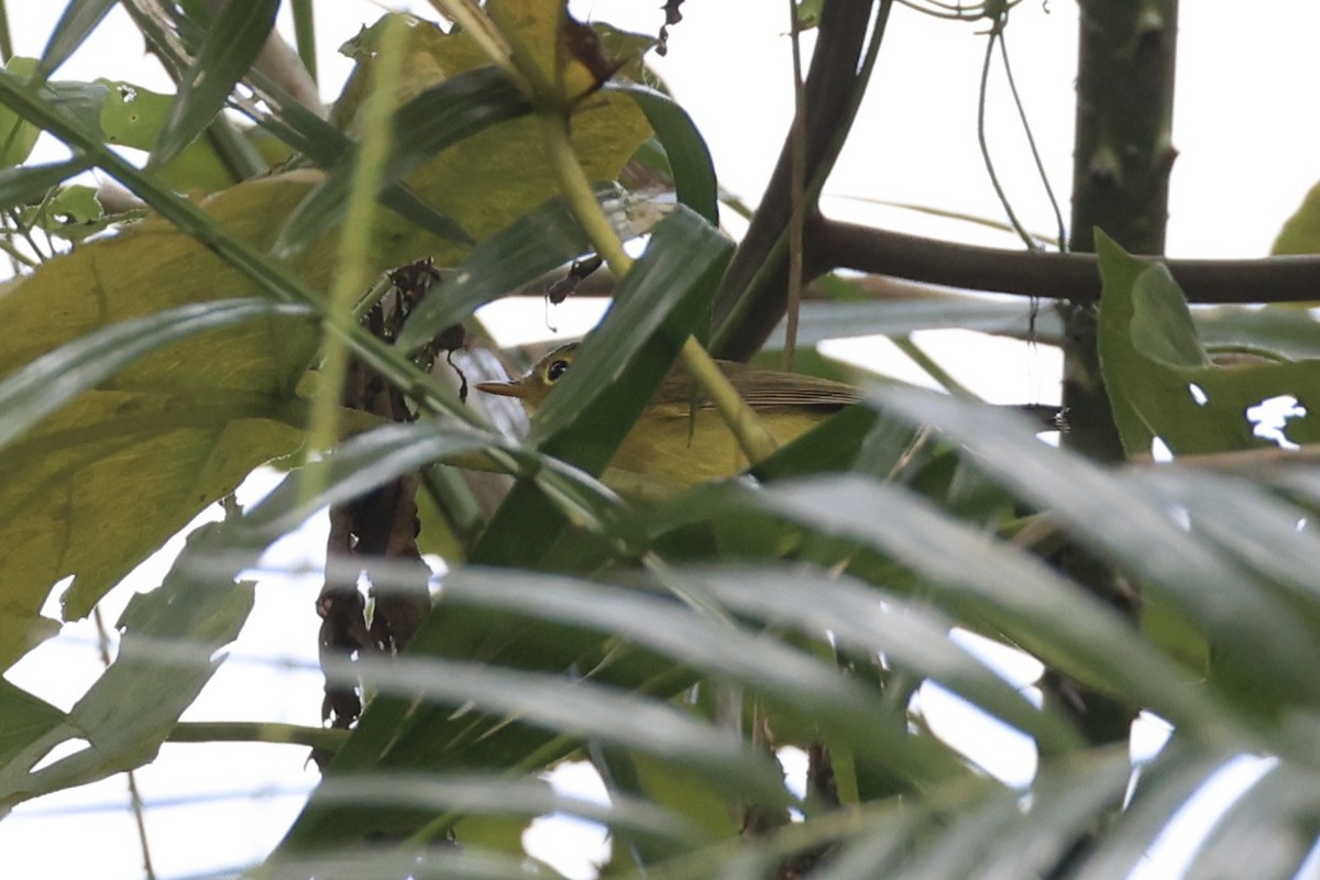 Green-crowned Warbler - ML614552583