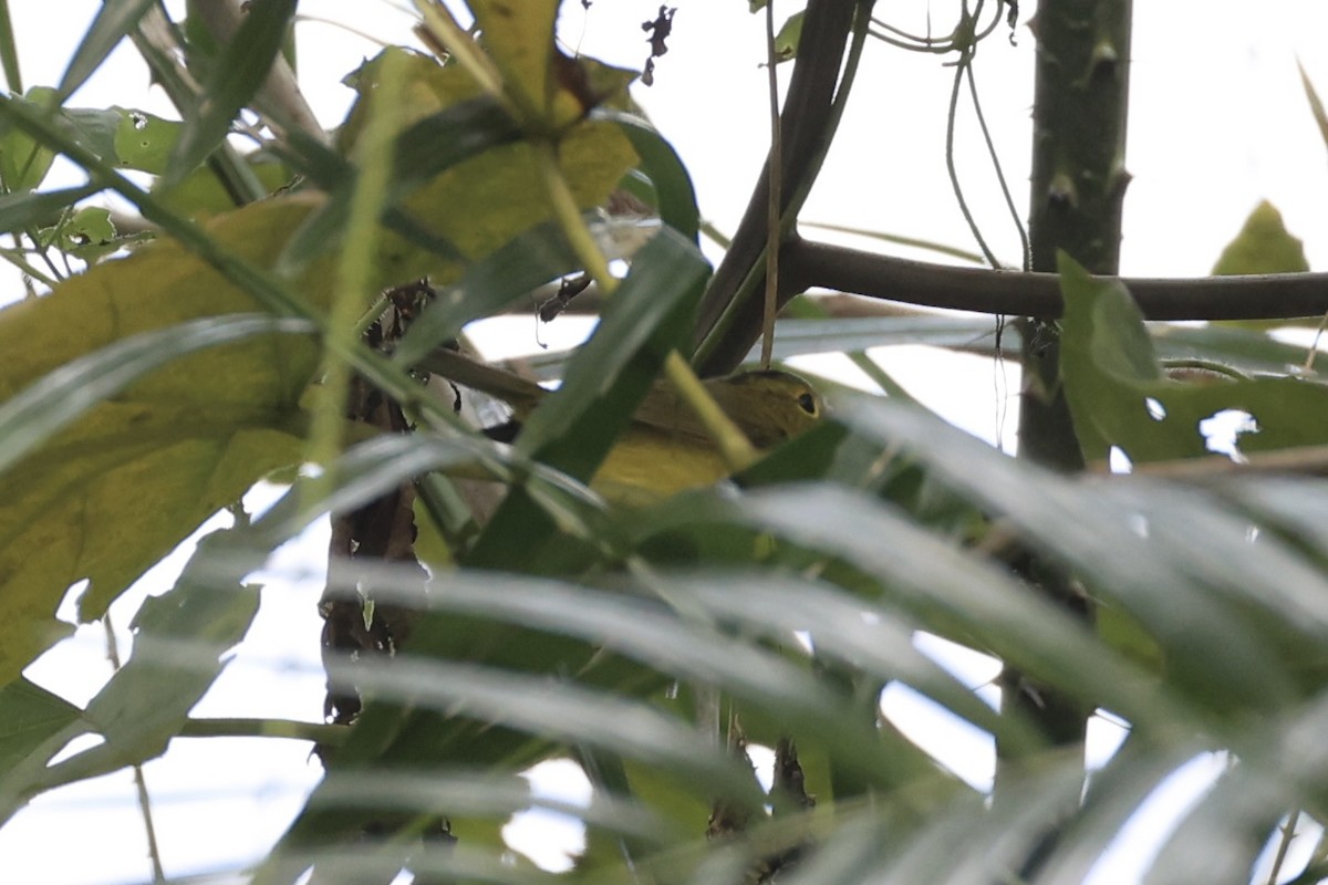 Green-crowned Warbler - ML614552584