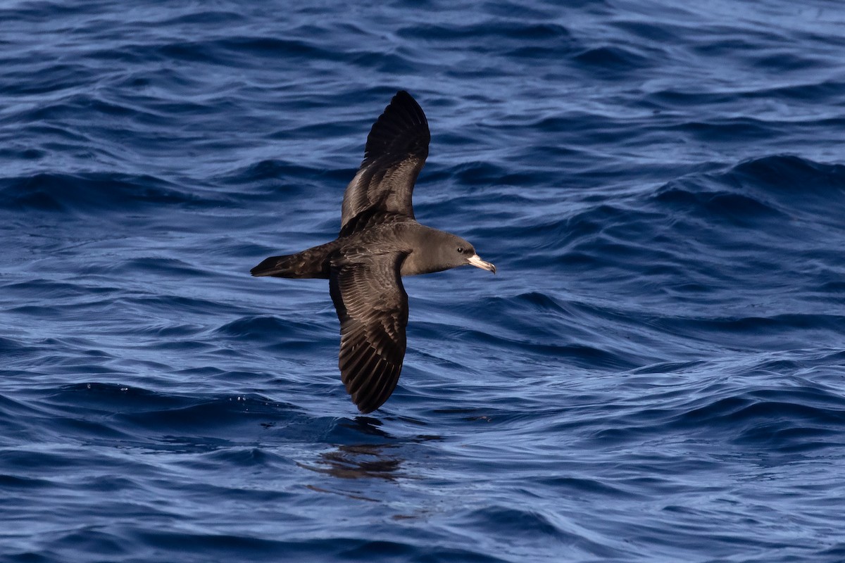 Flesh-footed Shearwater - ML614552752