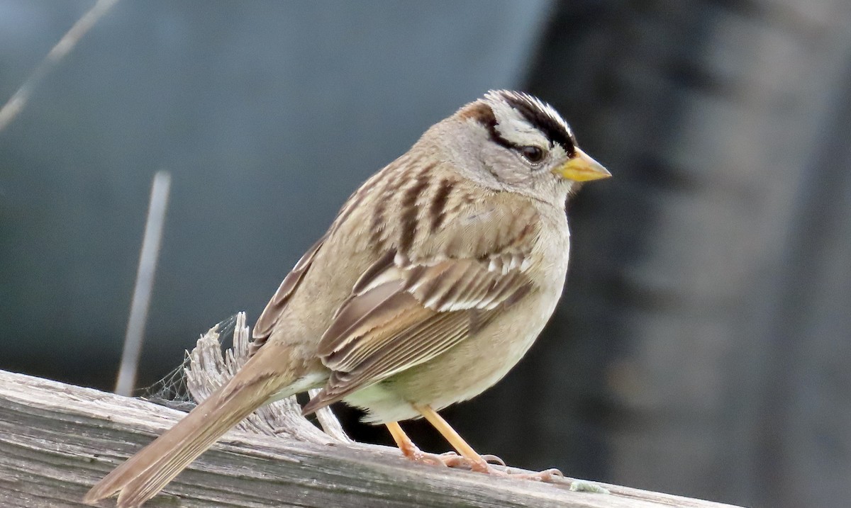 White-crowned Sparrow - ML614552794