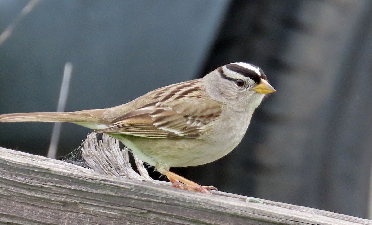 White-crowned Sparrow - ML614552796