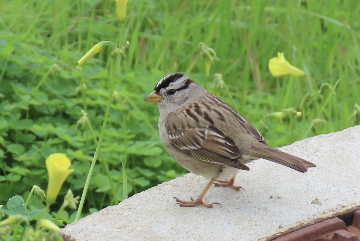 White-crowned Sparrow - ML614552797