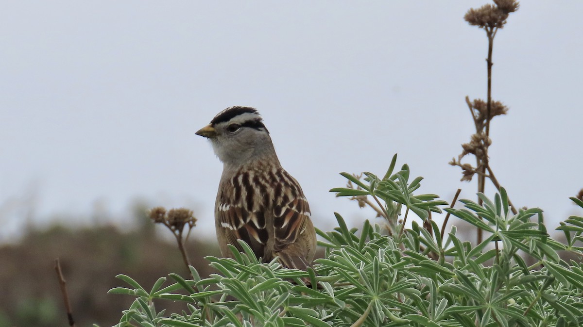 White-crowned Sparrow - ML614552821