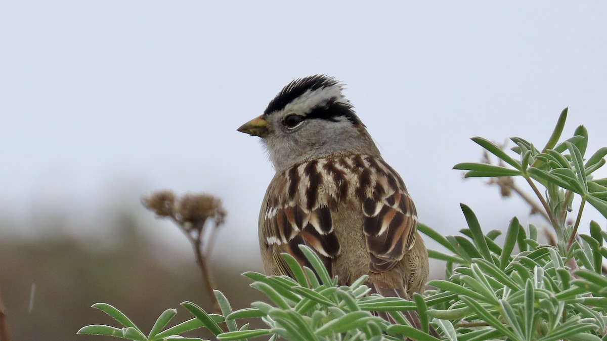 White-crowned Sparrow - ML614552823