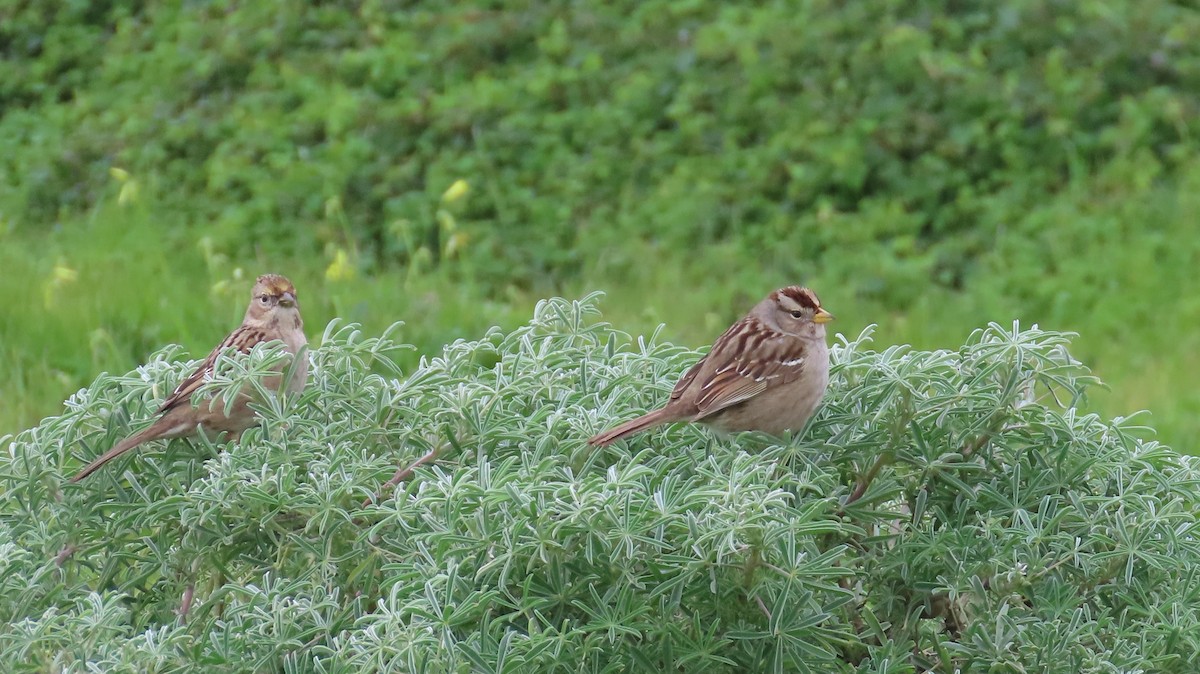 Golden-crowned Sparrow - ML614552834