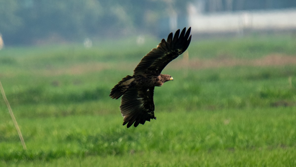 Greater Spotted Eagle - Faisal Fasaludeen