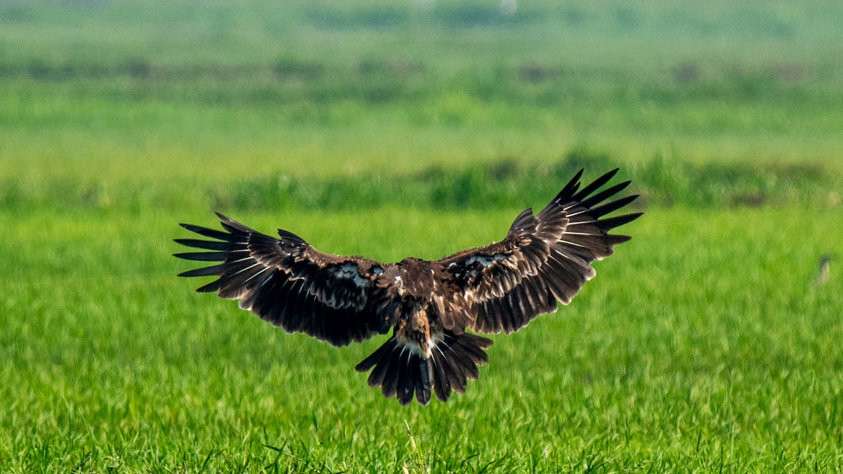 Greater Spotted Eagle - ML614553424