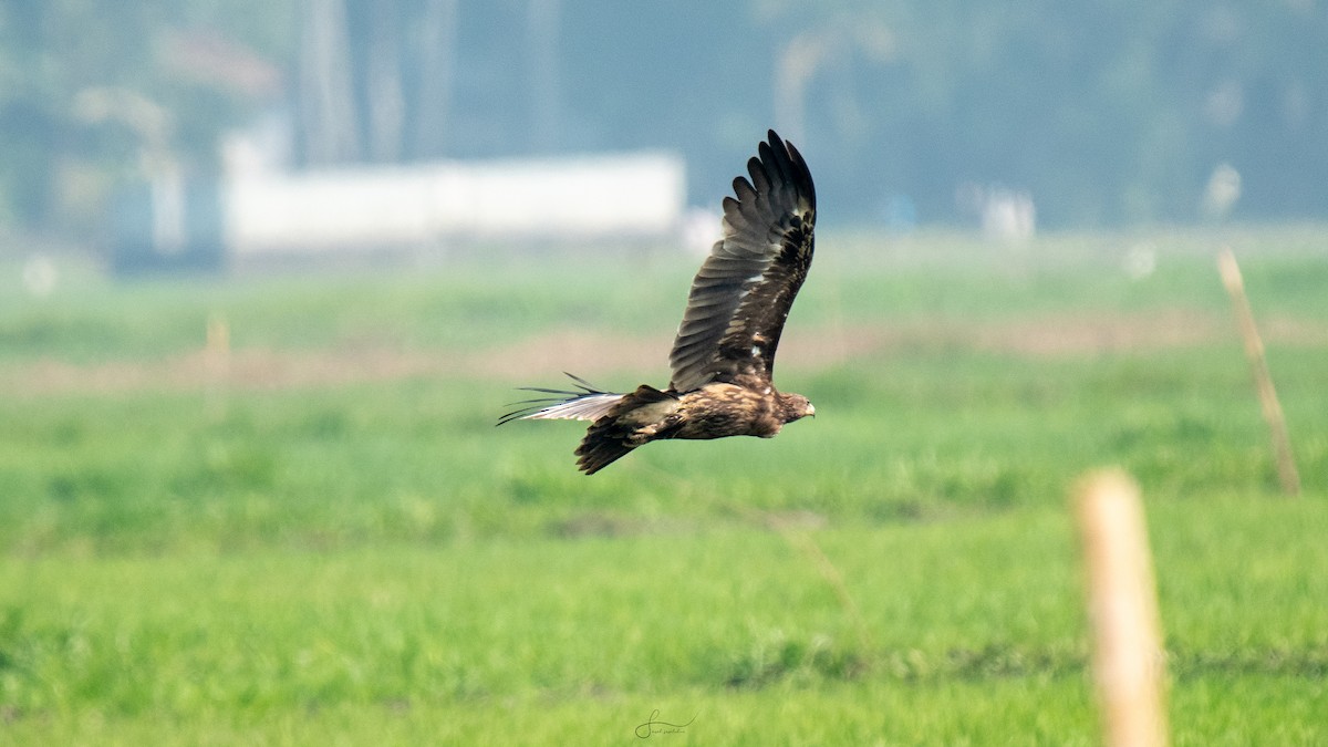 Greater Spotted Eagle - ML614553426
