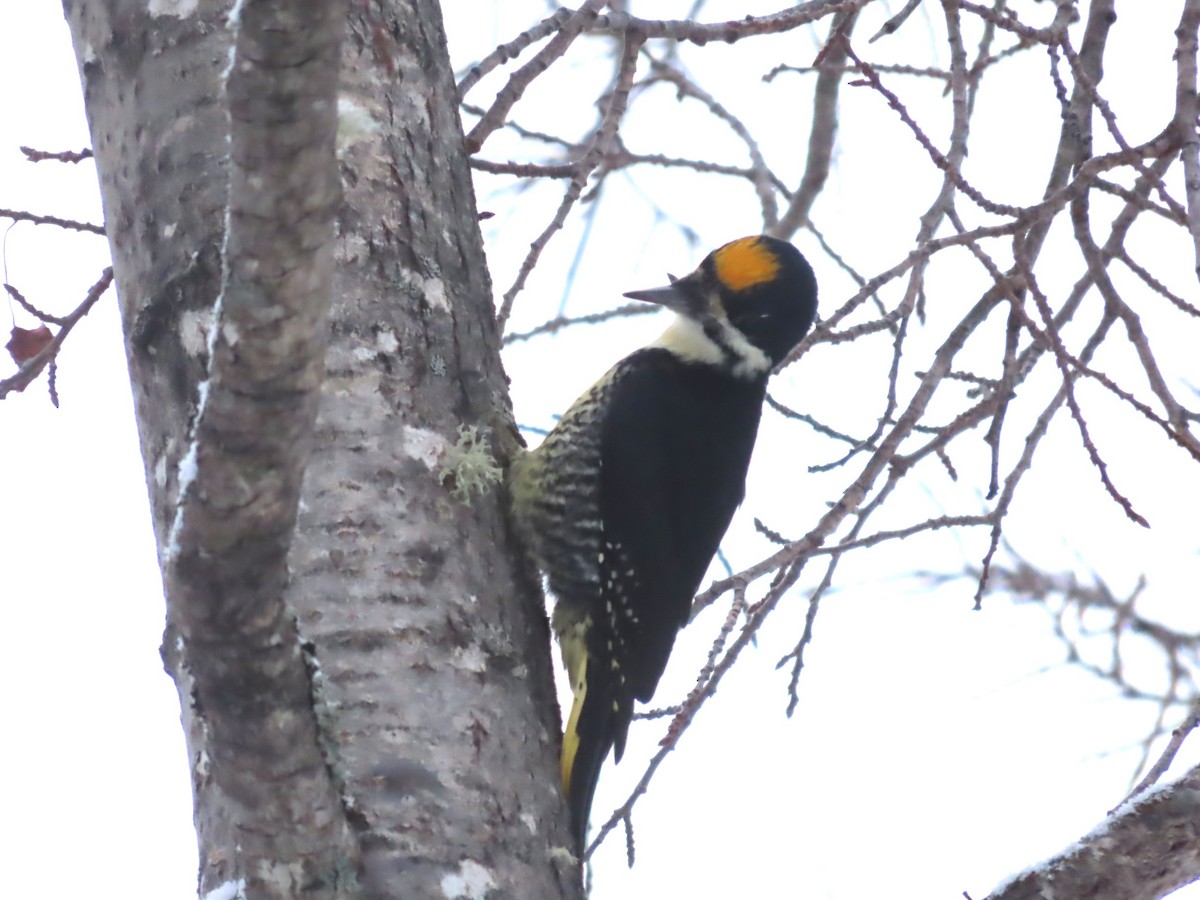 Black-backed Woodpecker - ML614553529