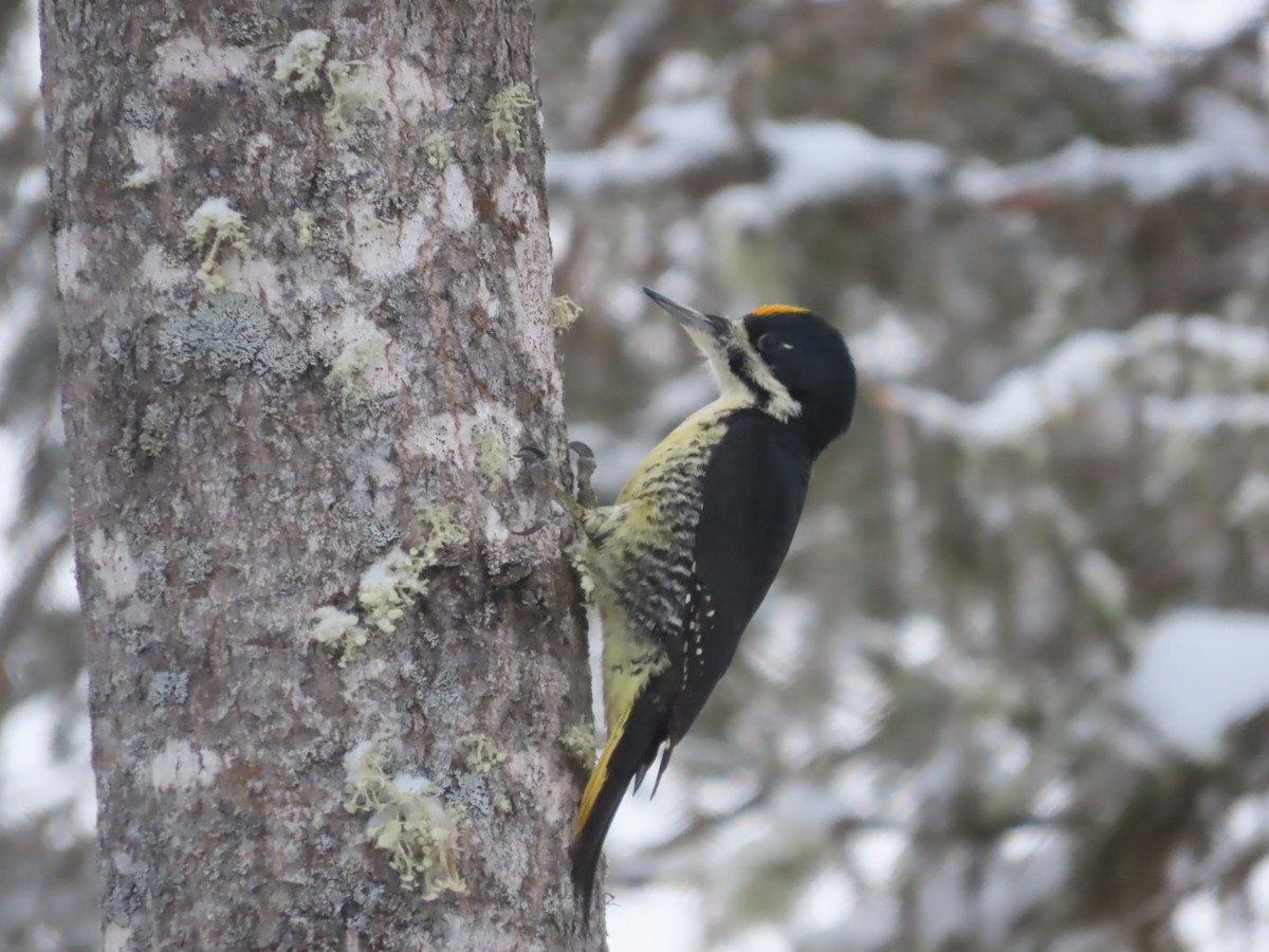 Black-backed Woodpecker - ML614553532