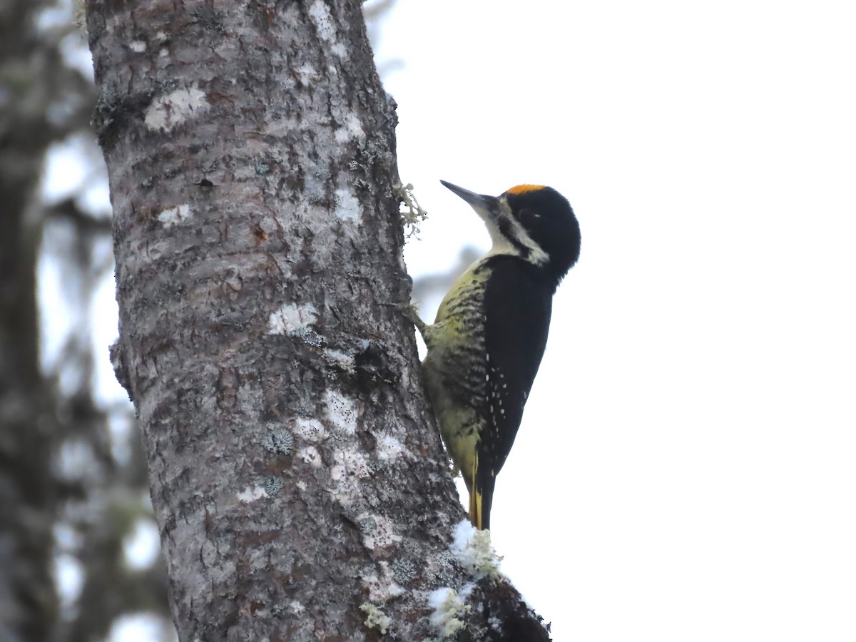 Black-backed Woodpecker - ML614553534