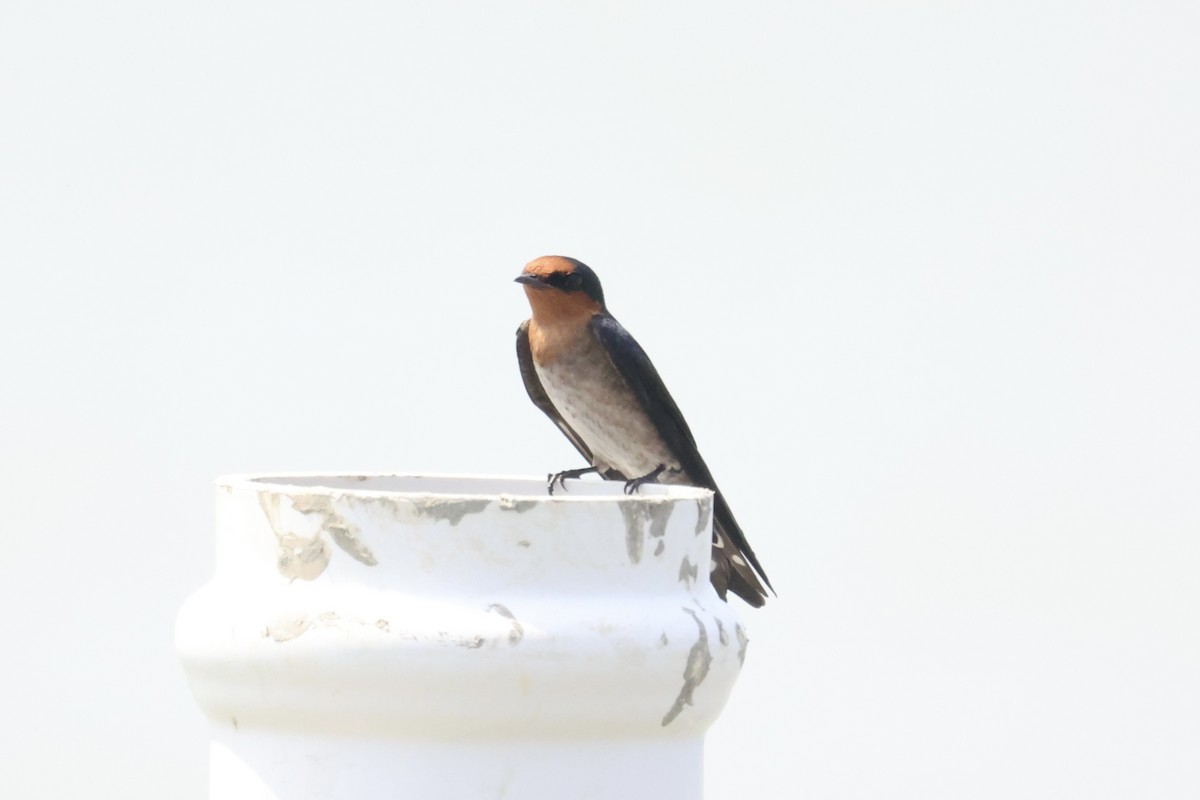 Pacific Swallow - ML614553894