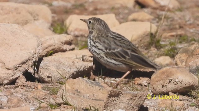 Meadow Pipit - ML614554047