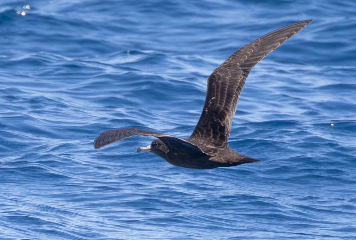 Flesh-footed Shearwater - ML614554110