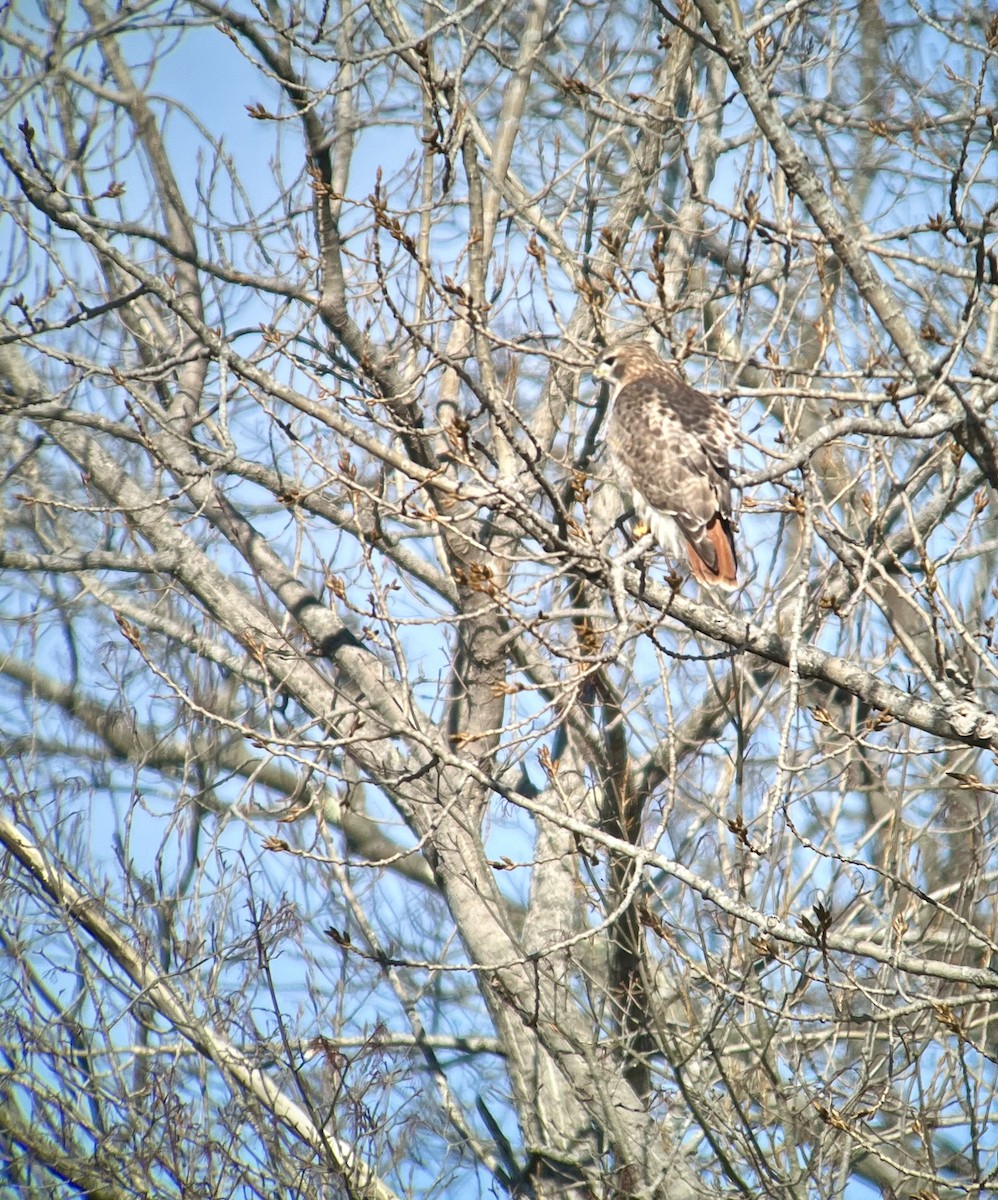 Red-tailed Hawk - ML614554200