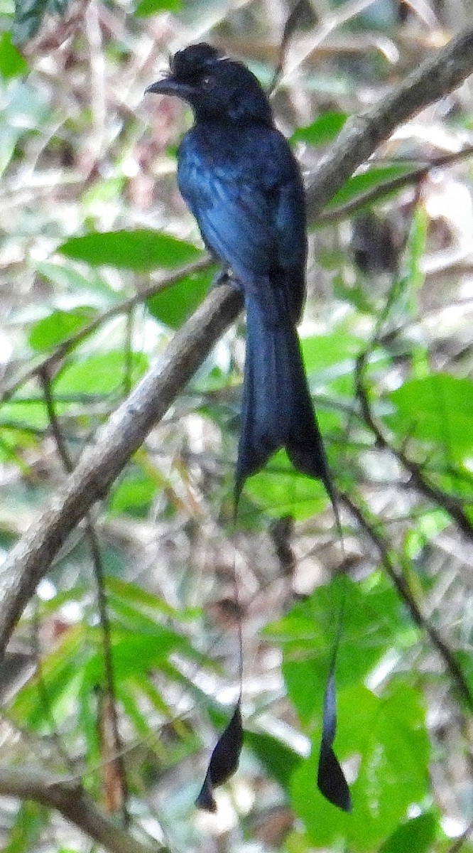 Greater Racket-tailed Drongo - ML614554275