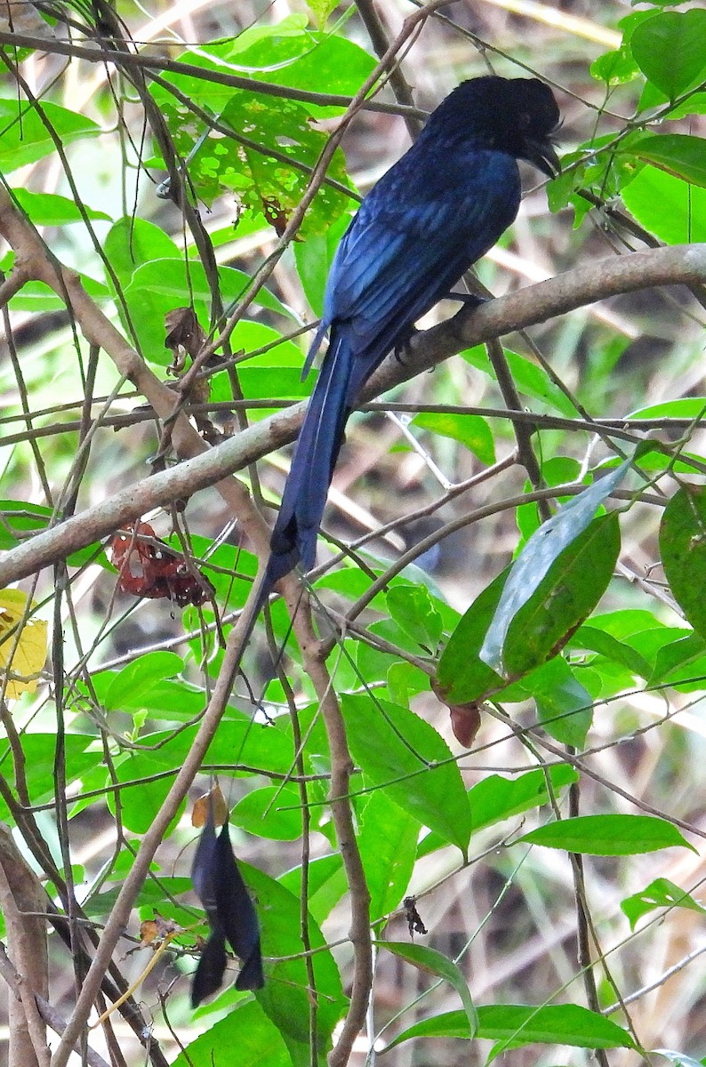 Greater Racket-tailed Drongo - ML614554276