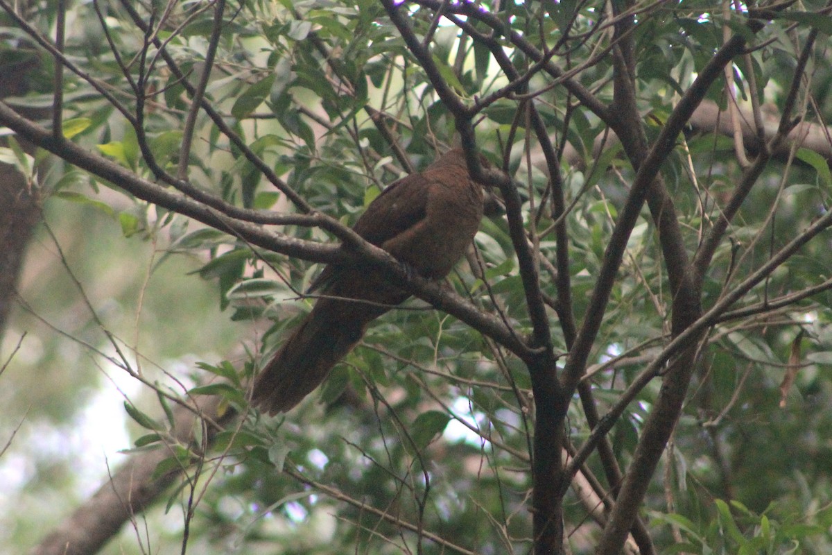 Brown Cuckoo-Dove - ML614554454