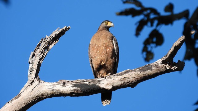 Crested Serpent-Eagle - ML614554505