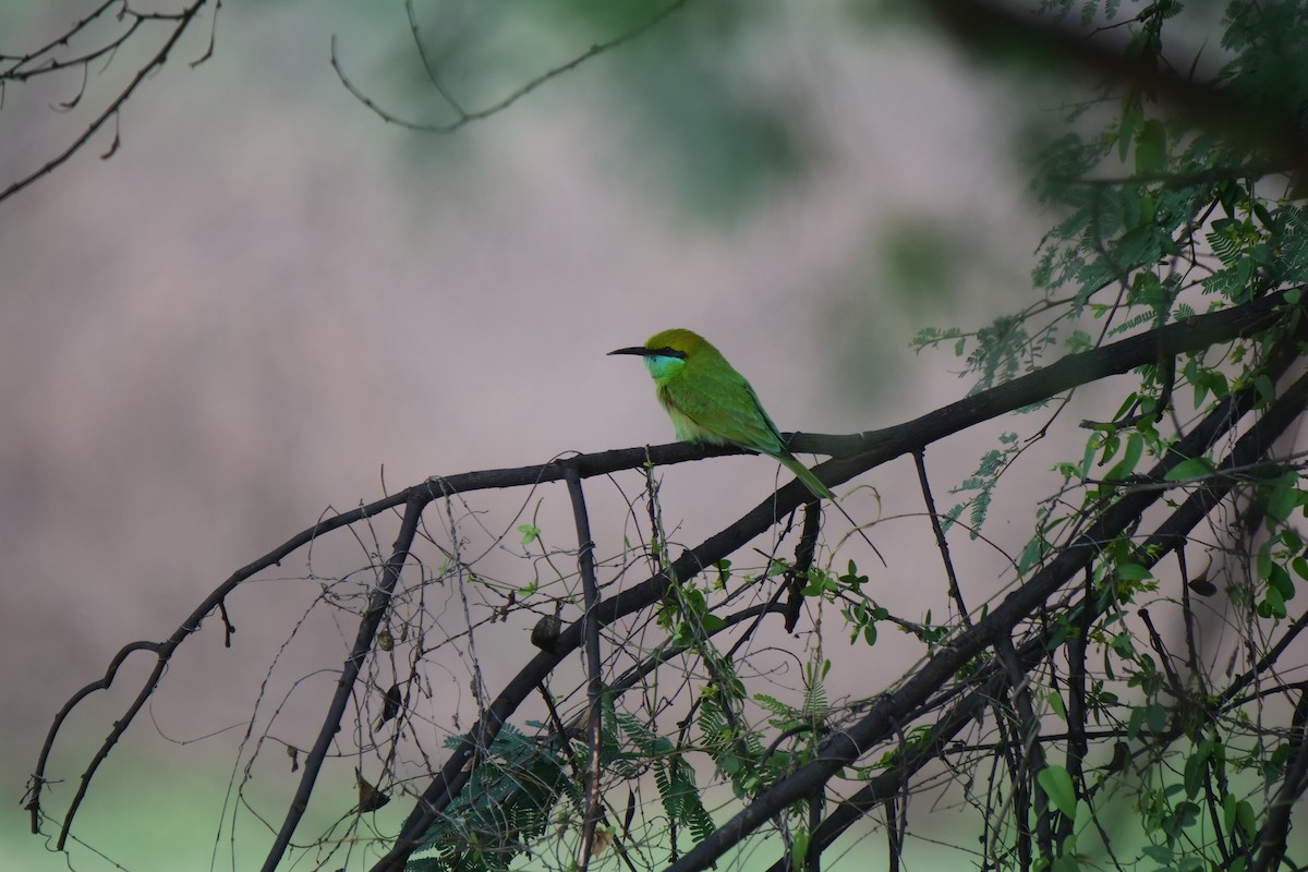 Asian Green Bee-eater - Henry Cook