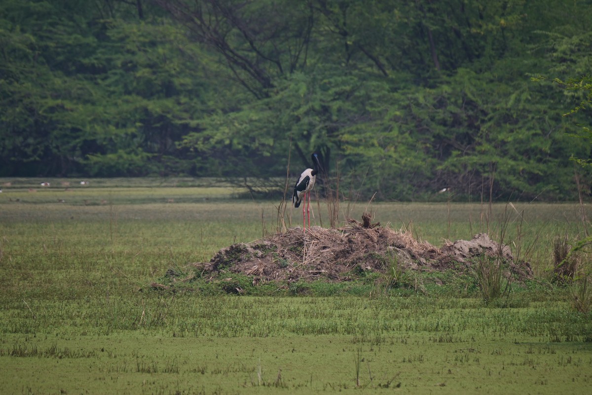 Black-necked Stork - ML614554563