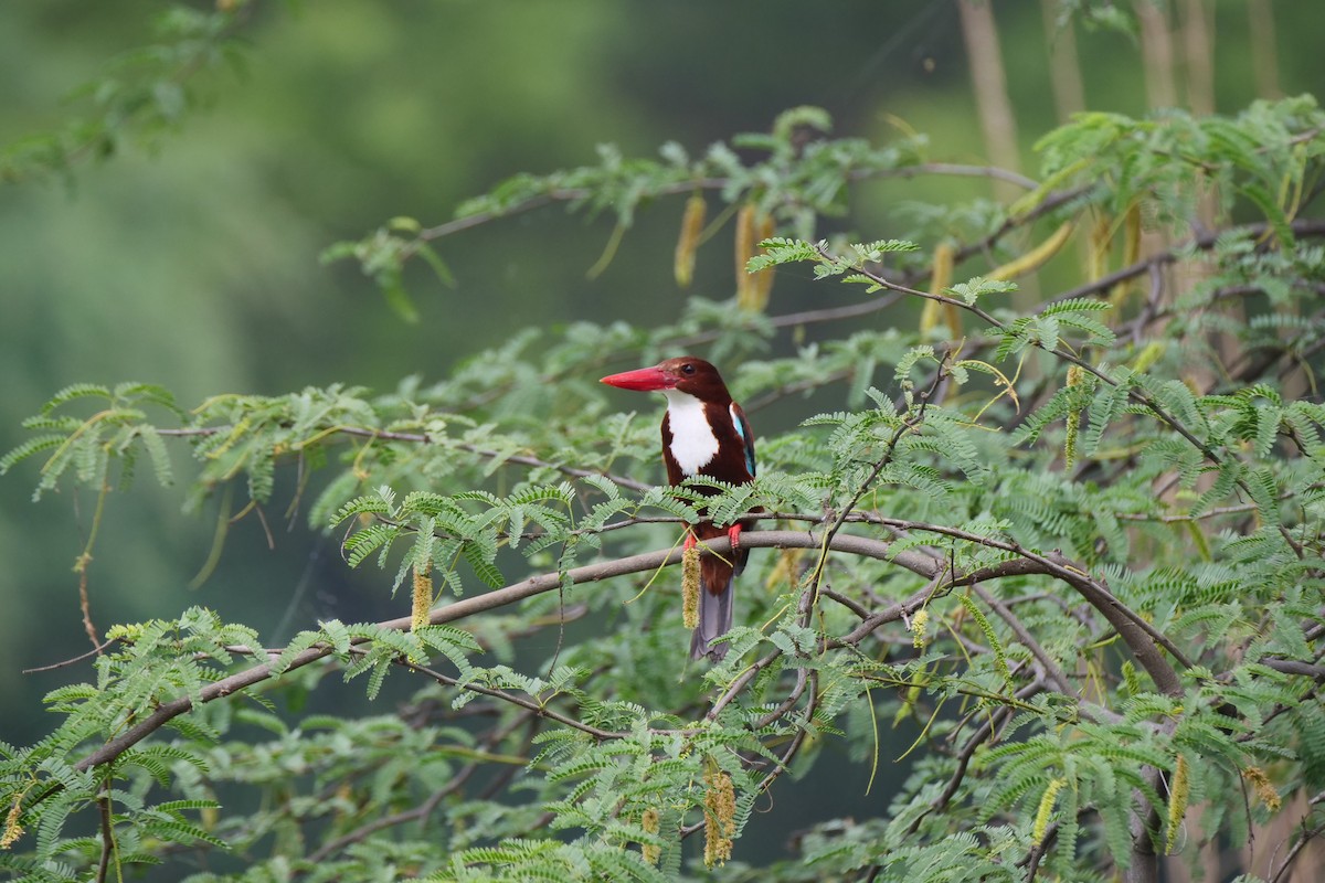 White-throated Kingfisher - Henry Cook