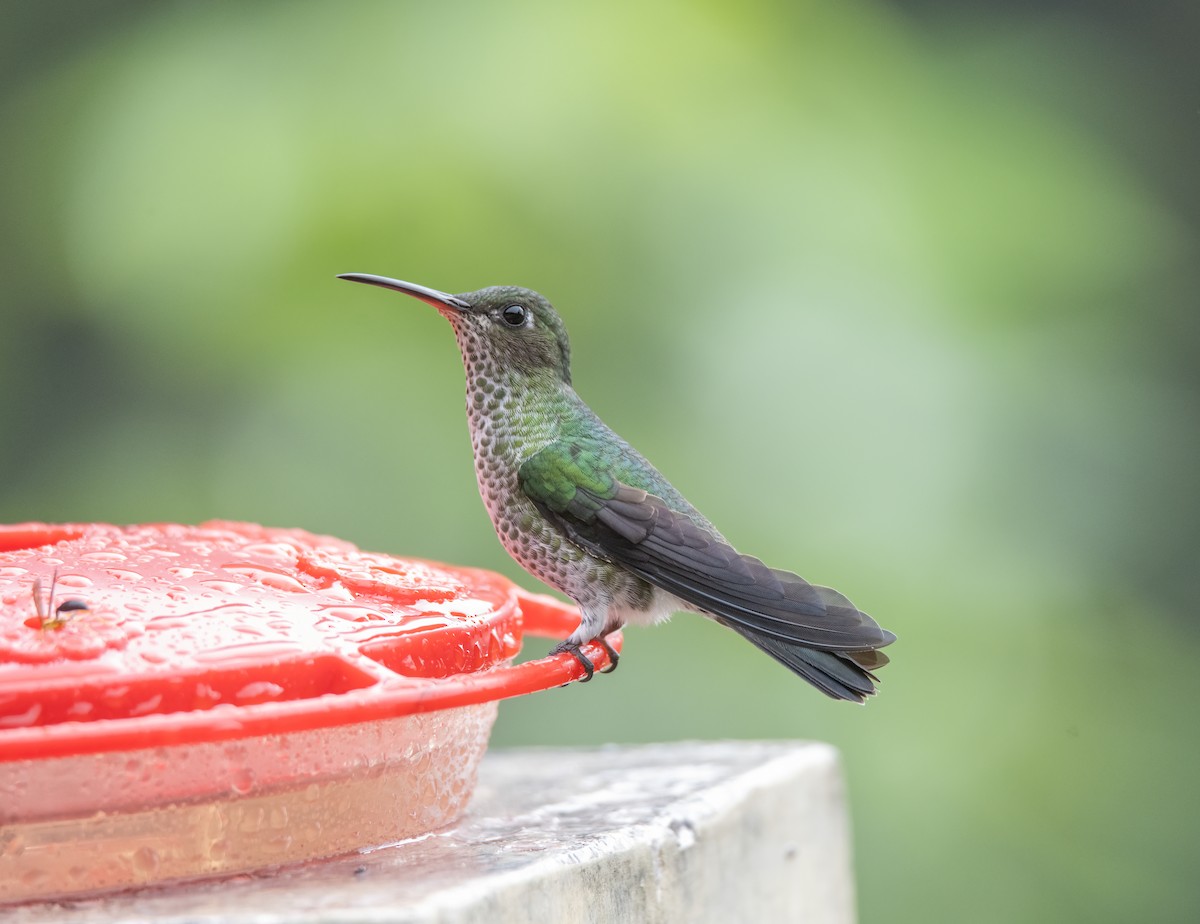 Many-spotted Hummingbird - ML614554662