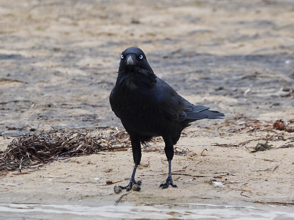Australian Raven - ML614554935