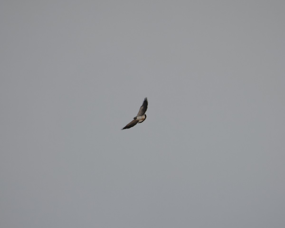 White-tailed Hawk - Michiel Oversteegen