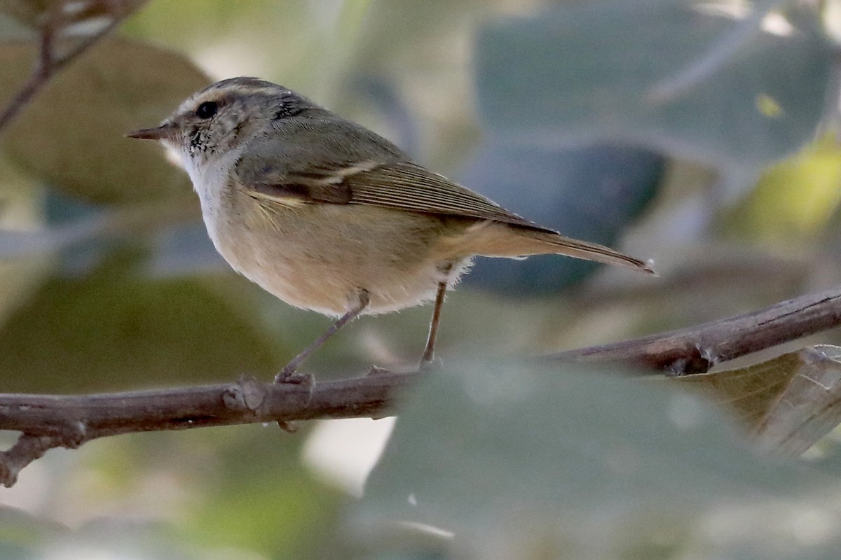 Hume's Warbler - ML614555263