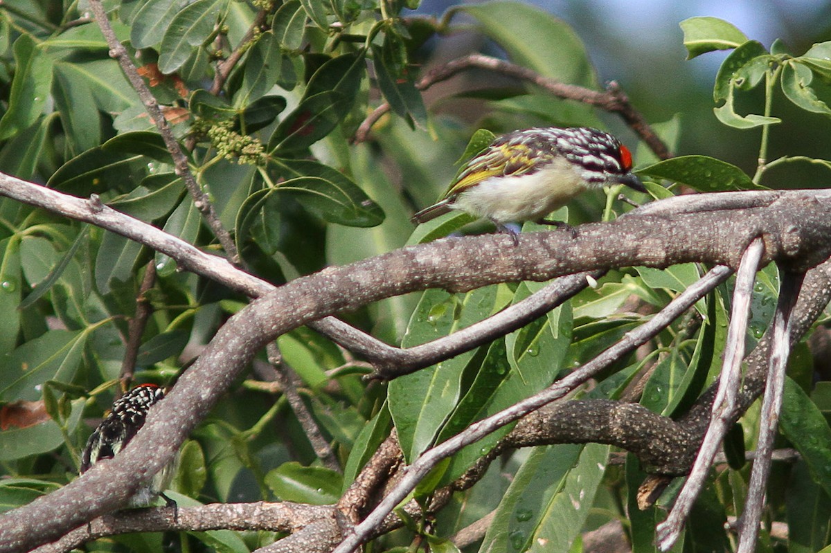 Red-fronted Tinkerbird - ML614555735