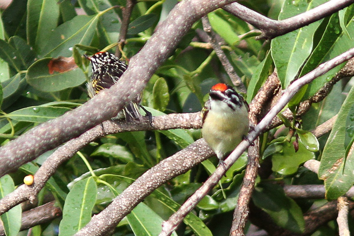 Red-fronted Tinkerbird - ML614555736