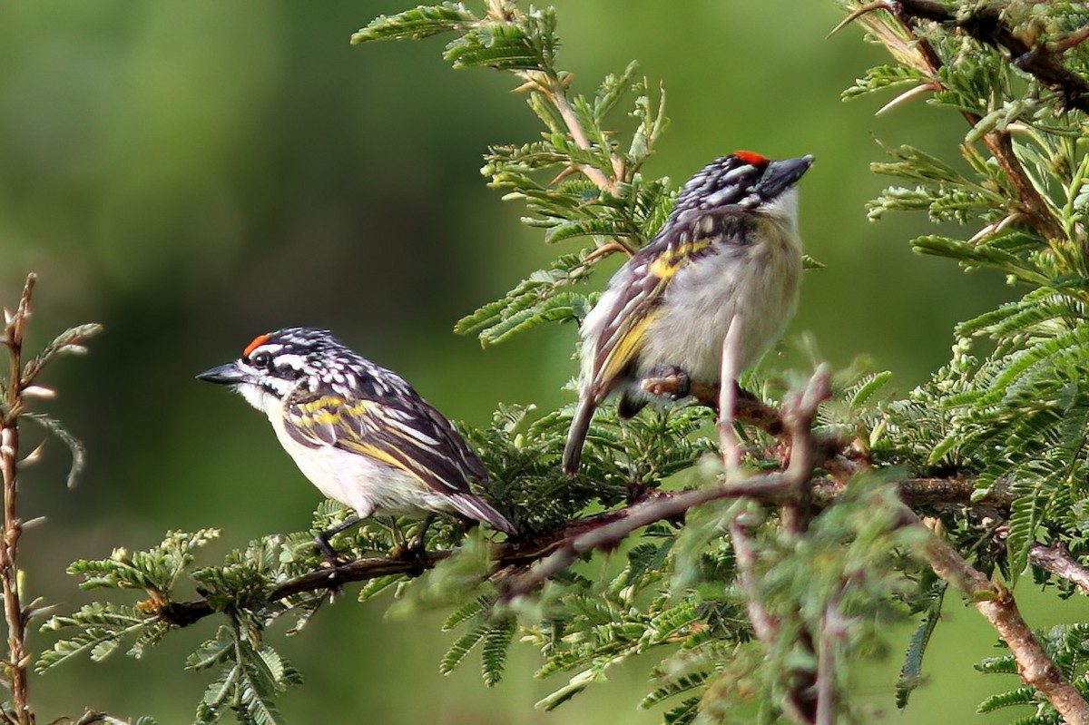 Red-fronted Tinkerbird - ML614555737