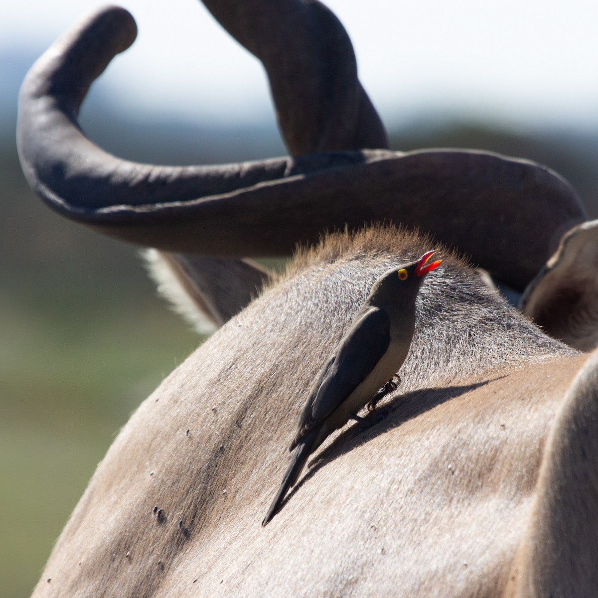 Red-billed Oxpecker - ML614555770