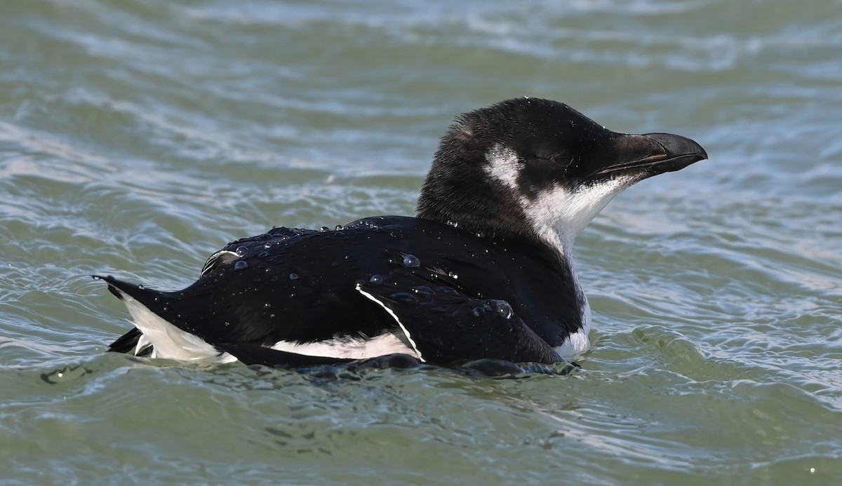 EBird Checklist 7 Feb 2024 Oregon Inlet Fishing Center 8 Species   1200