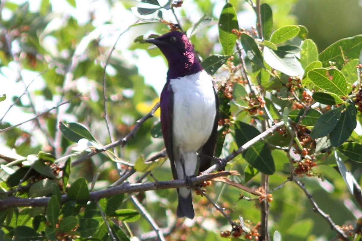 Violet-backed Starling - ML614556092