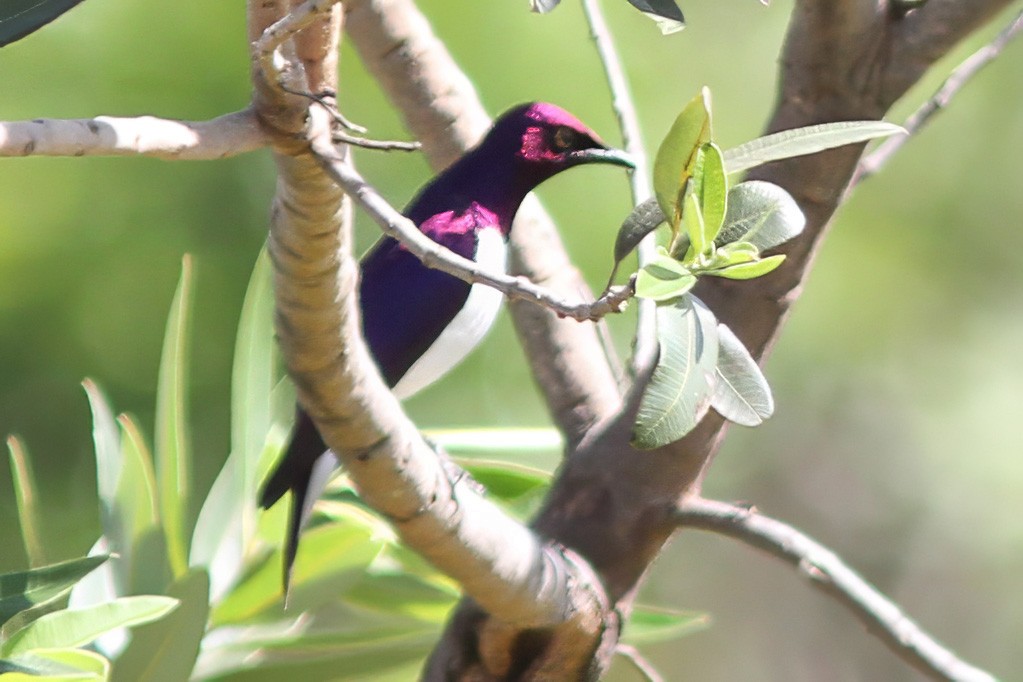 Violet-backed Starling - ML614556096