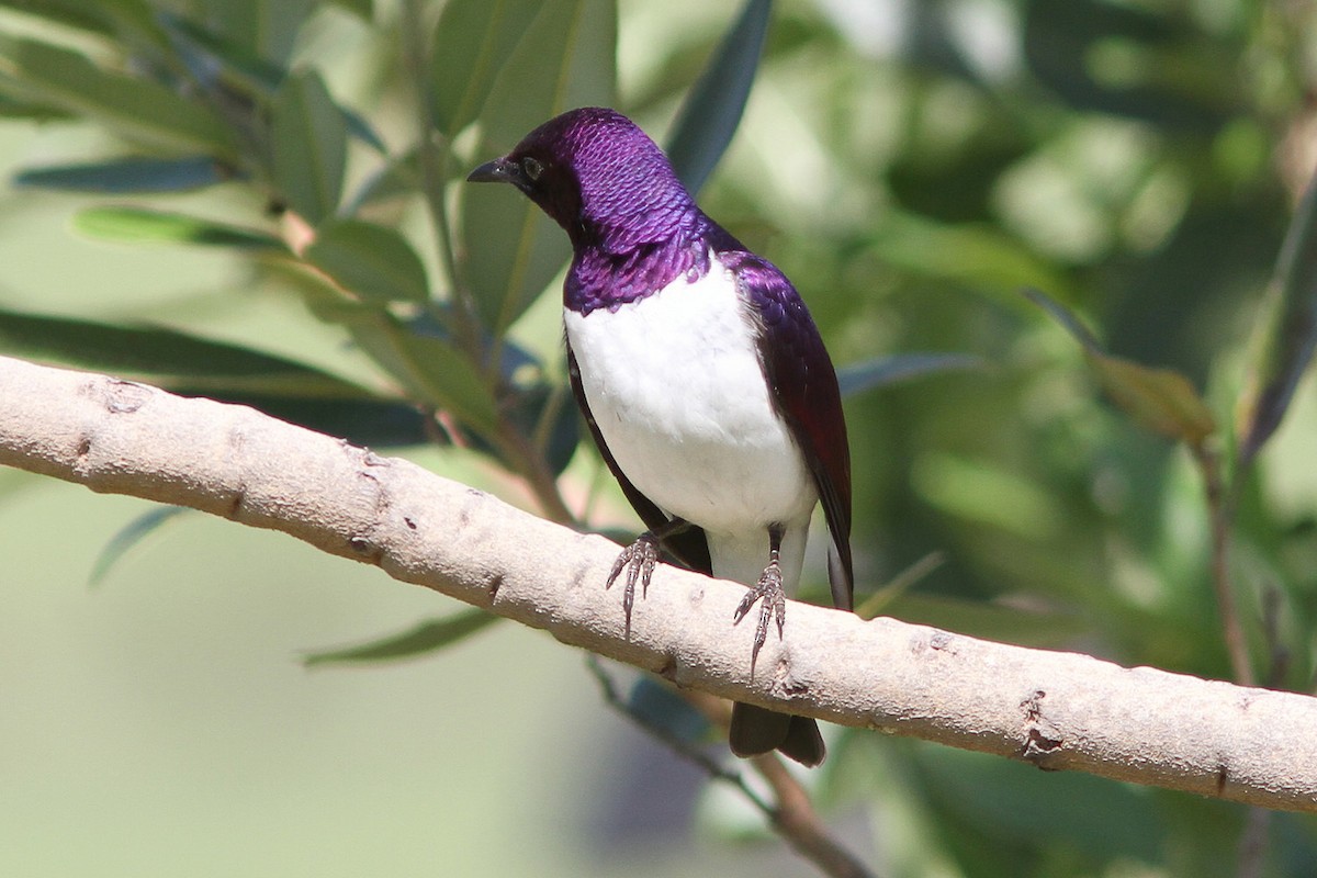 Violet-backed Starling - ML614556101
