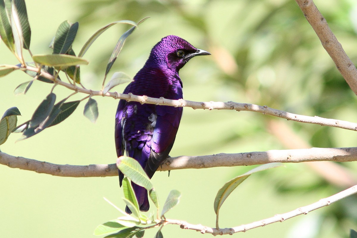 Violet-backed Starling - ML614556103