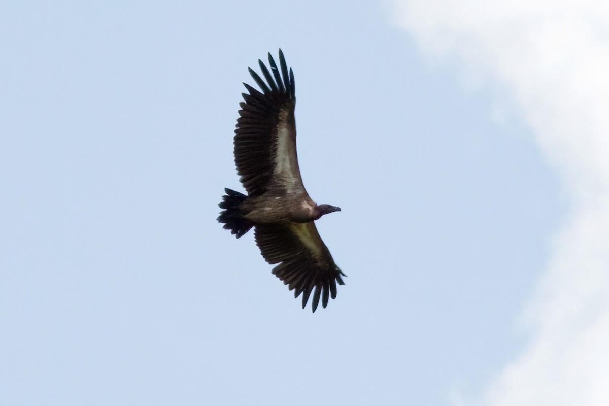 White-backed Vulture - Dave Curtis